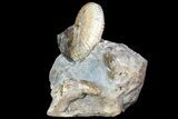Iridescent Discoscaphites Ammonite - South Dakota #73842-2